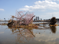 2011年4月24日 津波で倒れた木。花を咲かせた桜（蒲生）