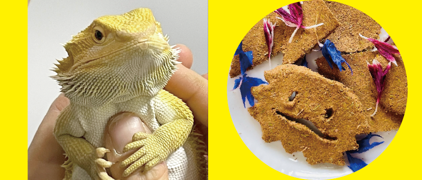 トカゲちゃんといっしょに”ペット防災”を学ぼう！クッキーみたいなお香づくりも！ イメージ画像