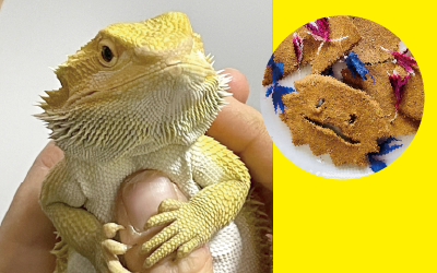 プログラム12のイメージ画像