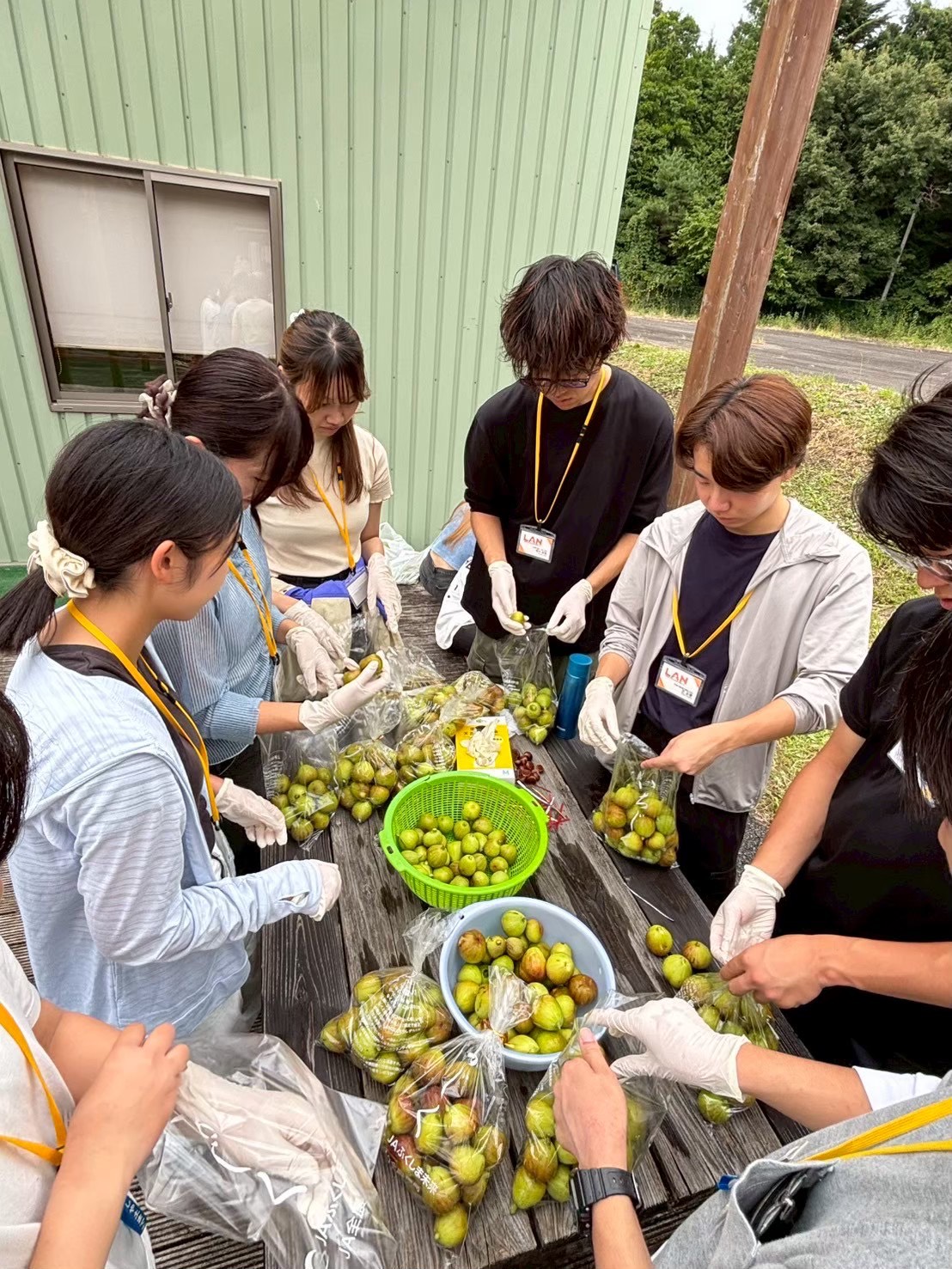 相馬市のイチジク農園での農業支援活動